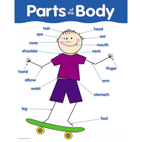 Parts of the Body Basic Skills Chart - English Wooks