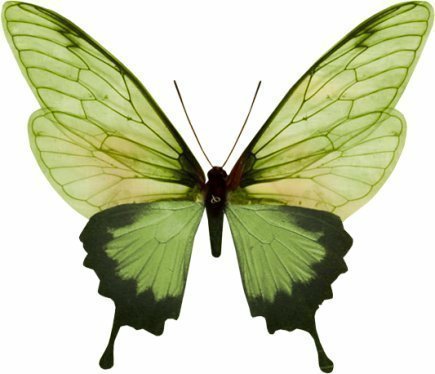 green butterfly yellow body - Clip Art Library