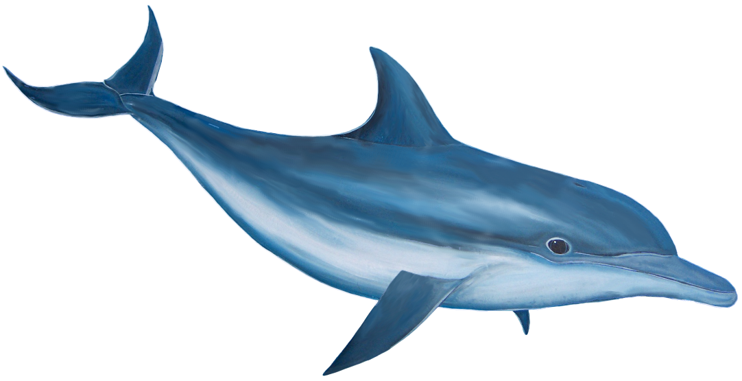 Free Dolphin, Download Free Clip Art, Free Clip Art on ...
