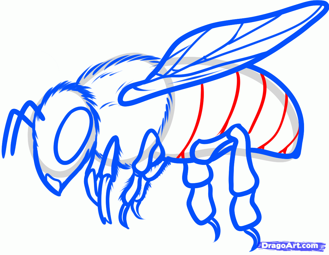 draw-a-realistic-bee-clip-art-library