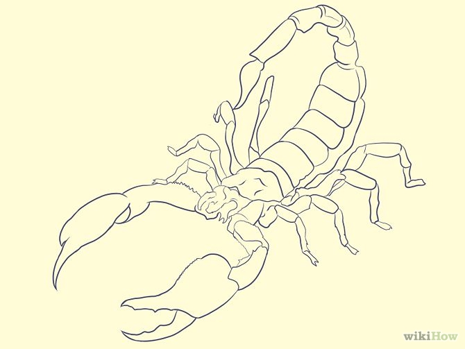 Scorpion color sketch line art engraving vector illustration scratch board  style imitation black and white hand drawn image  CanStock