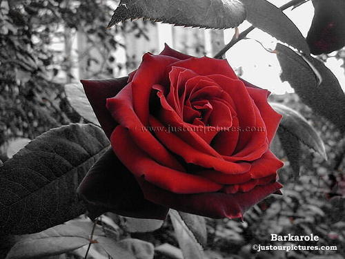 Group of: Red rose | We Heart It