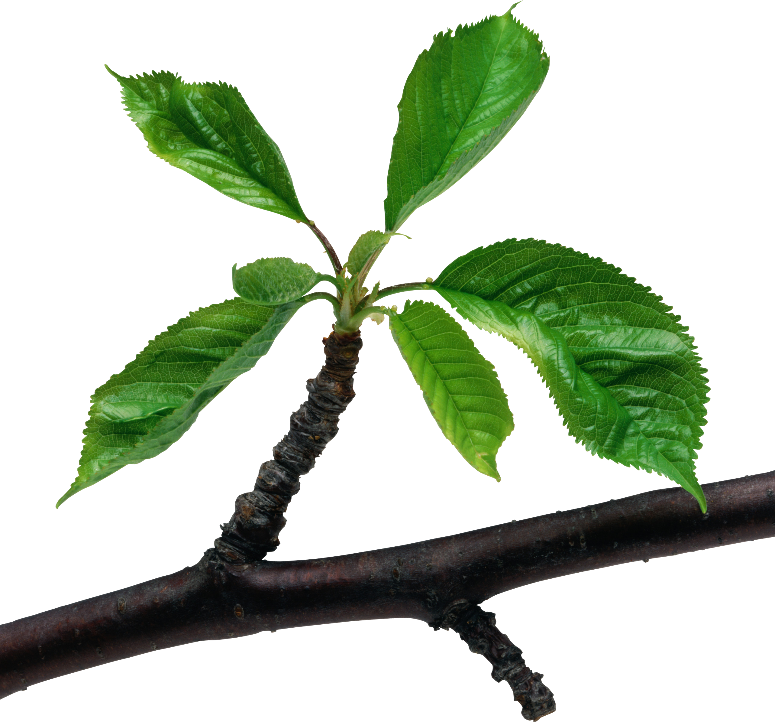 Fresh green leaves sprouting from a dark woody branch, showcasing new growth against a white background.