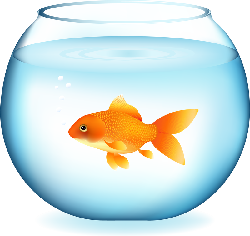 A bright orange goldfish swims in a clear round glass bowl with bubbles rising from its mouth.