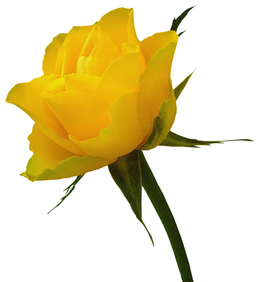 Yellow Rose Clip Art Free - Clipart library