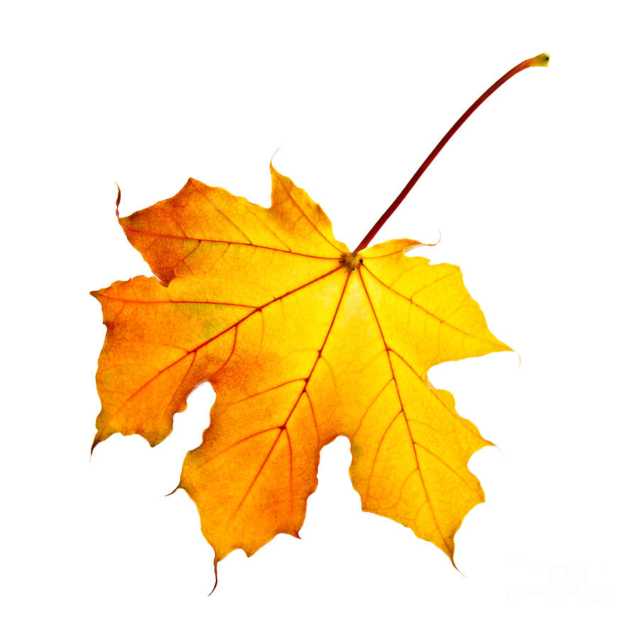Autumn Maple Leaf - High-Resolution Fall Foliage Image