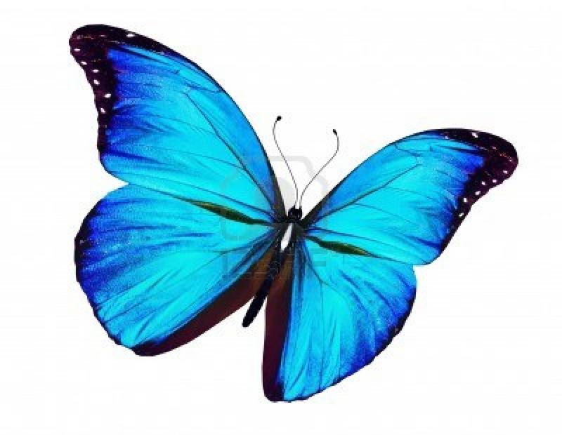 Free Blue Butterfly Transparent, Download Free Blue Butterfly Transparent  png images, Free ClipArts on Clipart Library