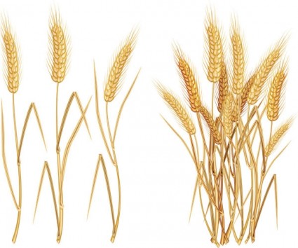 Wheat Stalk Illustration - Agricultural Crop Visual for Farming & Food Content