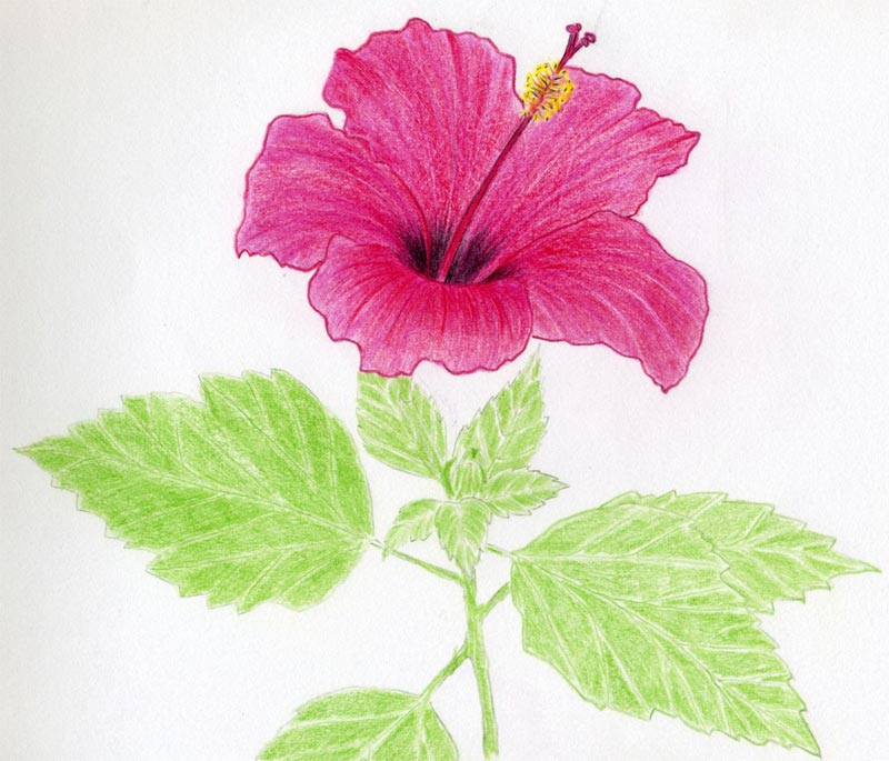 Vibrant pink hibiscus flower with green leaves, hand-drawn in colored pencil on white paper.