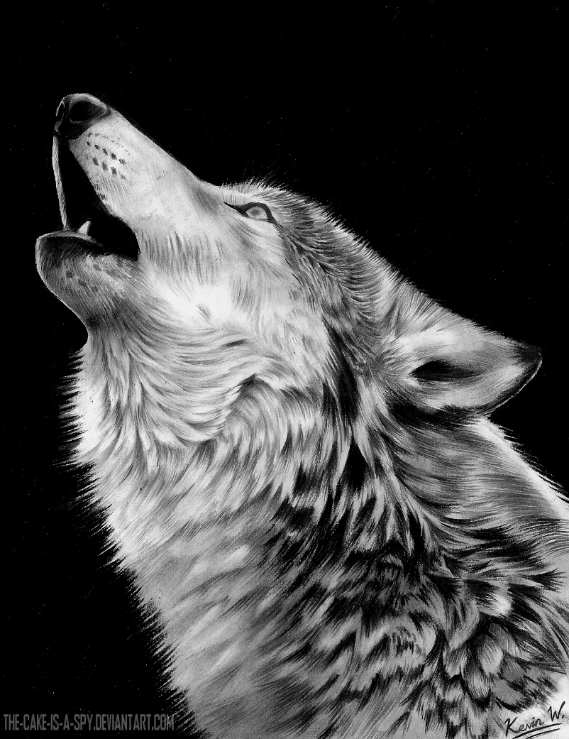 wolf snarling front view