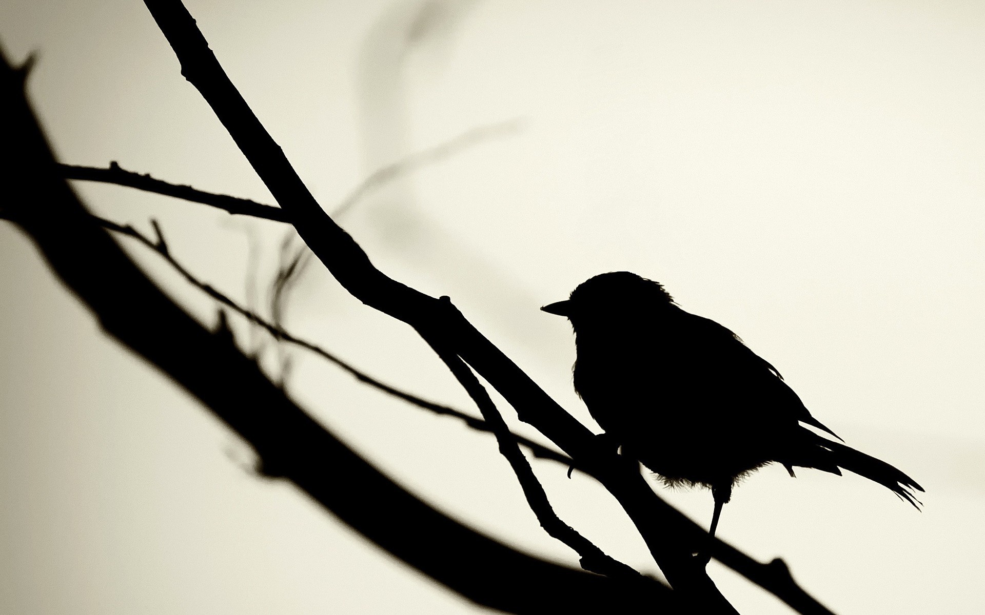 black, bird, silhouette | HD Wallpapers
