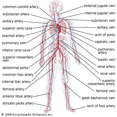 circulatory system | anatomy | Britannica.com