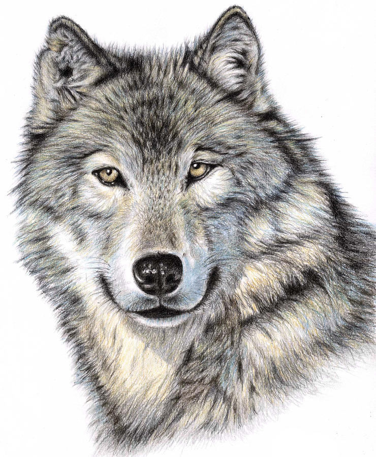 how to draw a realistic wolf face