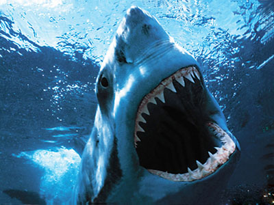 No, the Federal Government is Not Like a Shark | Mother Jones