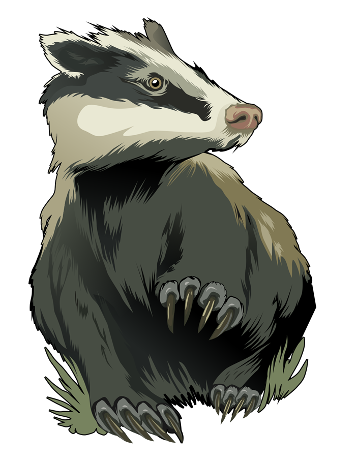 European Badger Illustration - Wildlife Art & Conservation Info