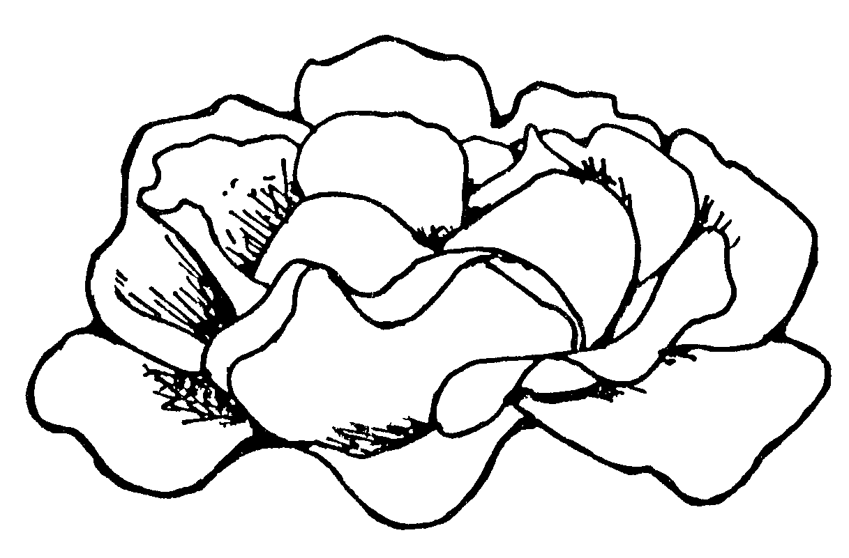 cabbage cartoon black and white