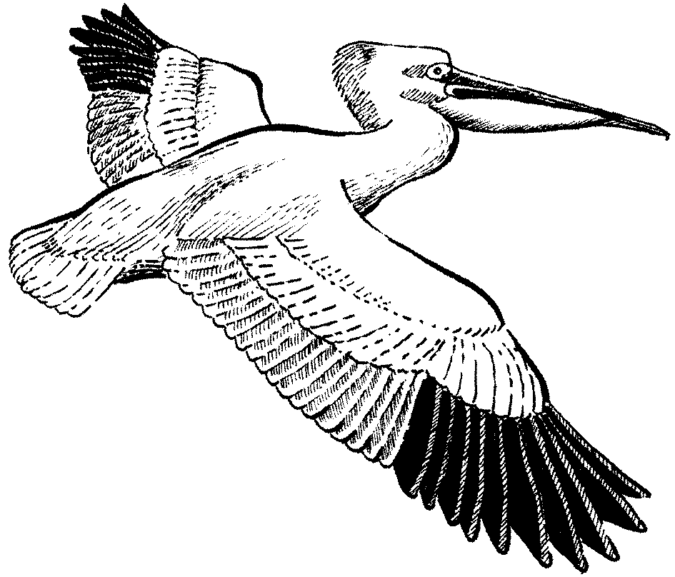 Lugungu Dictionary » Search Results » Great white pelican wild 