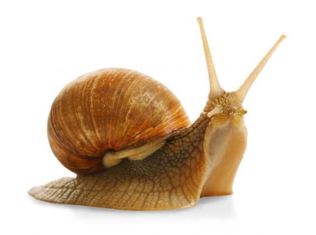 Close-up of a brown garden snail with extended eyestalks on a white background.