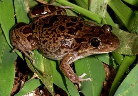 Spotted Frog in Lush Green Foliage - Wildlife Photography