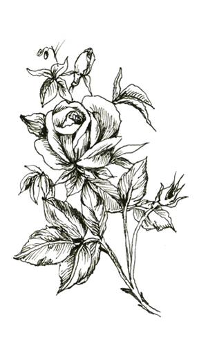 Botanical Rose Sketch - Elegant Line Art Illustration for Design & Print