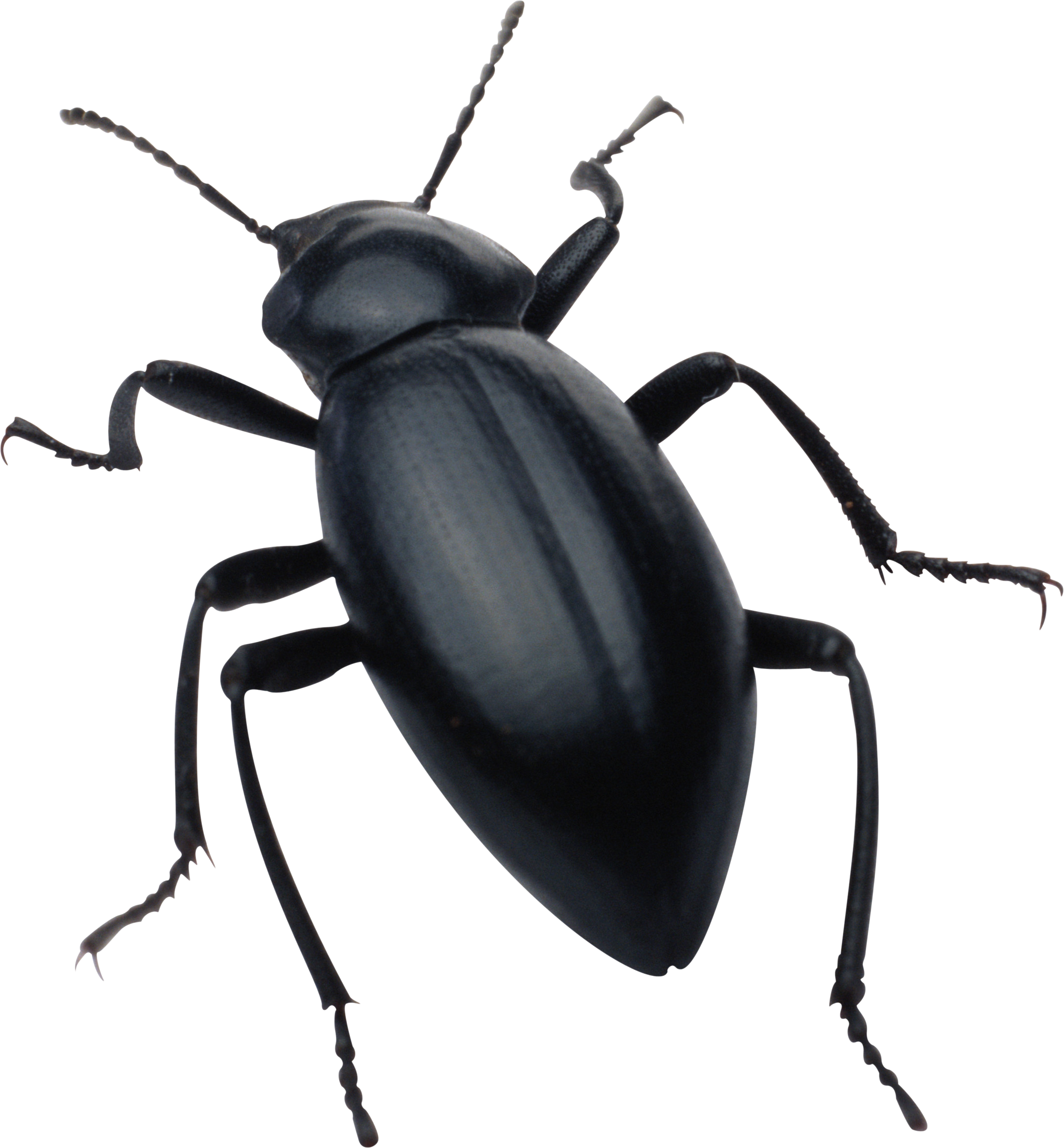 Bugs PNG images free pictures, bug PNG