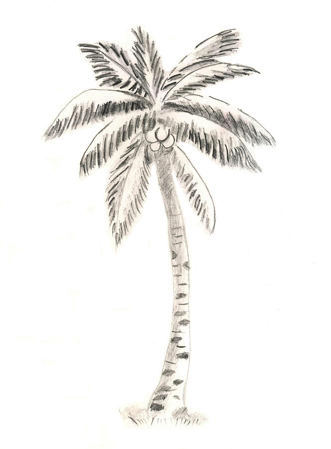 Sketch palm tree. Hand drawn tropical coconut palm trees, af