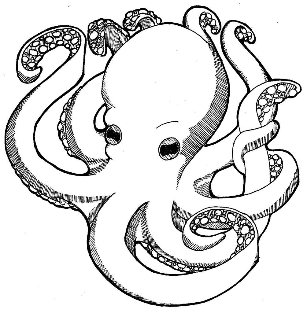 Octopus Line Drawing - Clipart library