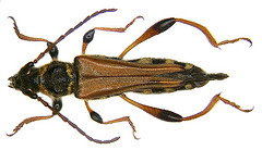 Longhorn Beetle Species Identification - Insect Anatomy & Taxonomy