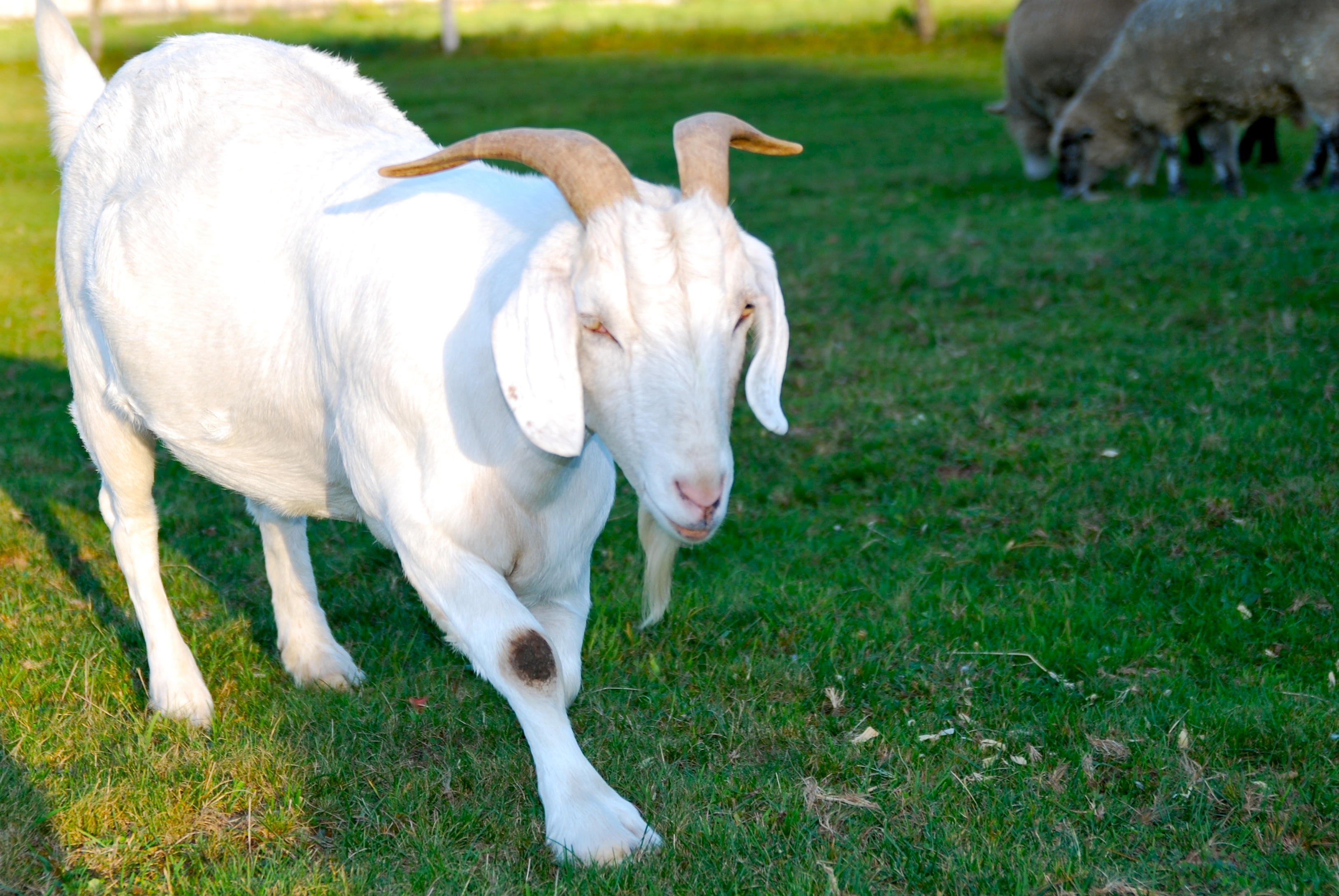 White Goat Grazing in Pasture - Farm Animal Photography