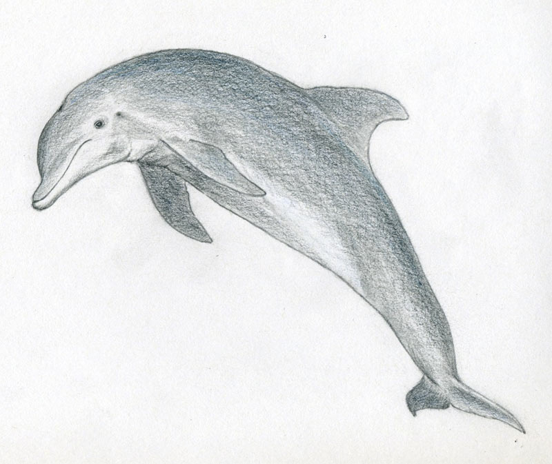 How to Draw a Dolphin  Nil Tech  shopniltech