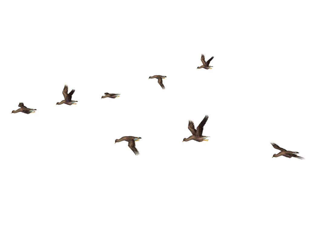 Clipart library: More Like Flying Birds 07 PNG Stock by Roys-Art