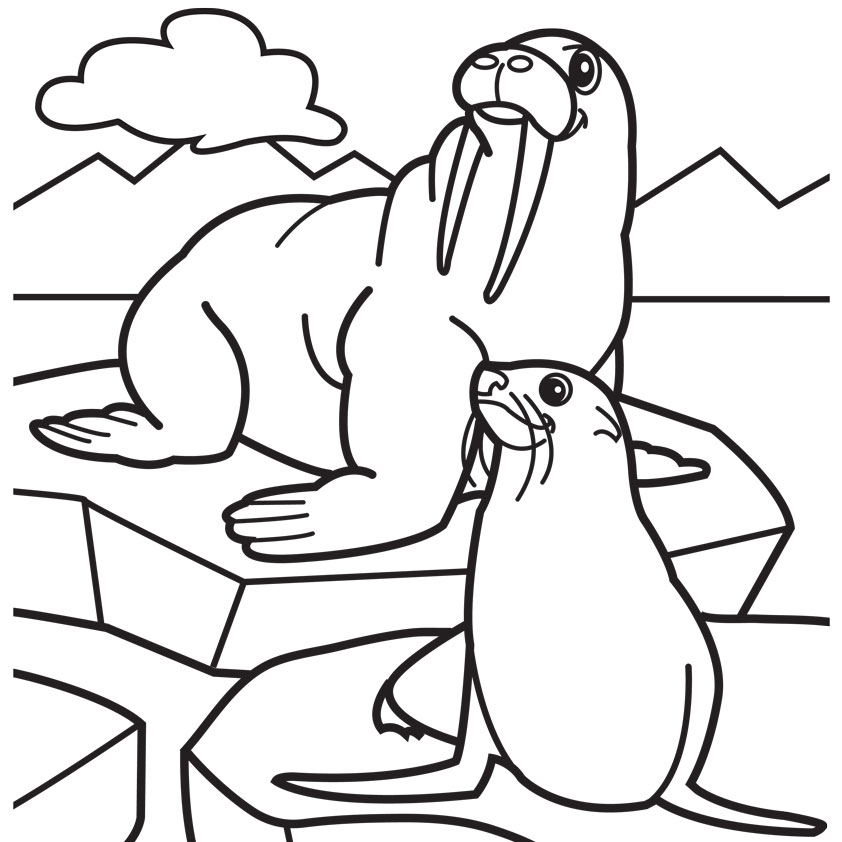 Free Walrus Pictures Download Free Clip Art Free Clip