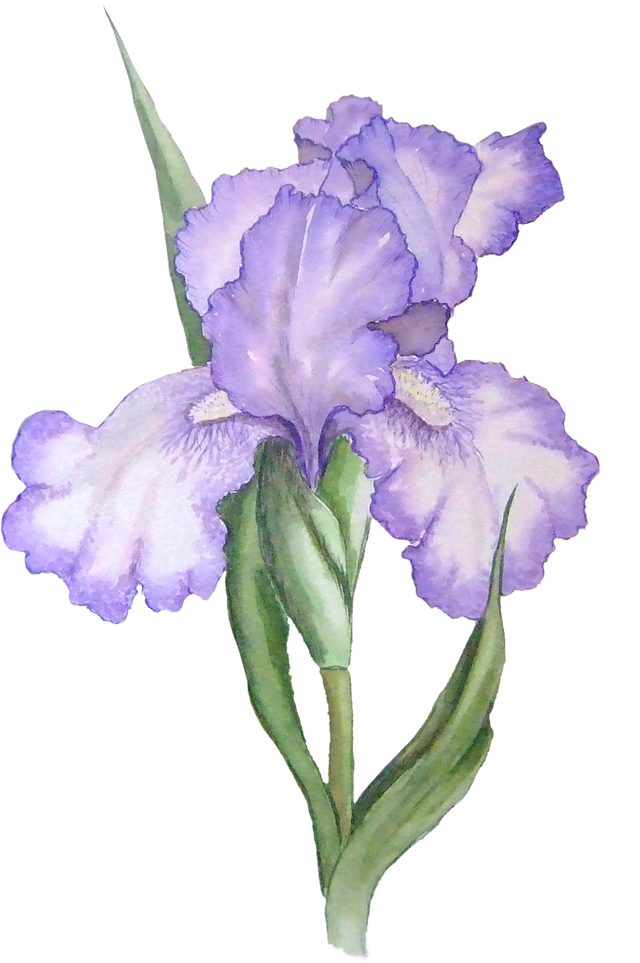 Free Iris Flower Graphic - Transparent PNG files and Paint Shop 