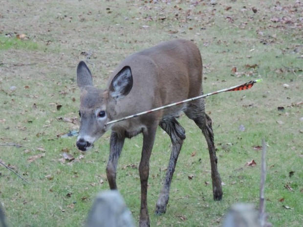 Injured Deer with Arrow - Wildlife Rescue and Ethical Hunting Context