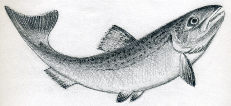 10545 Fish Pencil Drawing Images Stock Photos  Vectors  Shutterstock