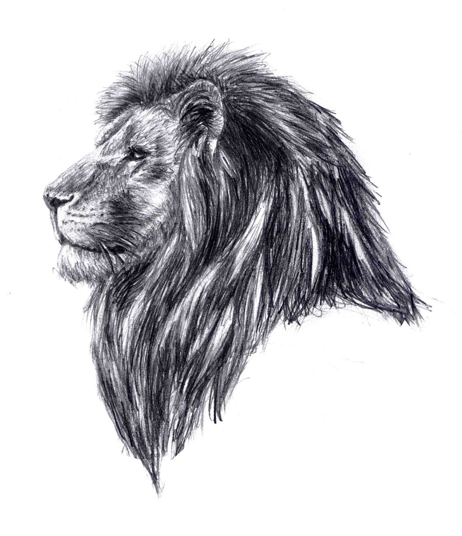 Monochrome Stylized Drawing of Lion Face Side View Stock Illustration   Illustration of graphic grin 102941429