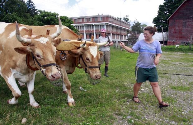 Two light-brown oxen with large horns and wooden yoke stand on grass, guided by a woman in casual clothes; barn and building in background.
