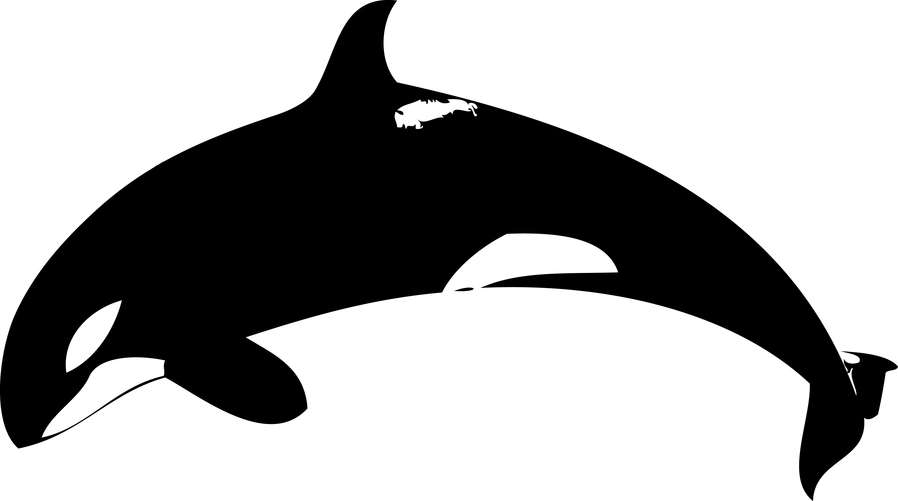 Cartoon Killer Whale - Clipart library