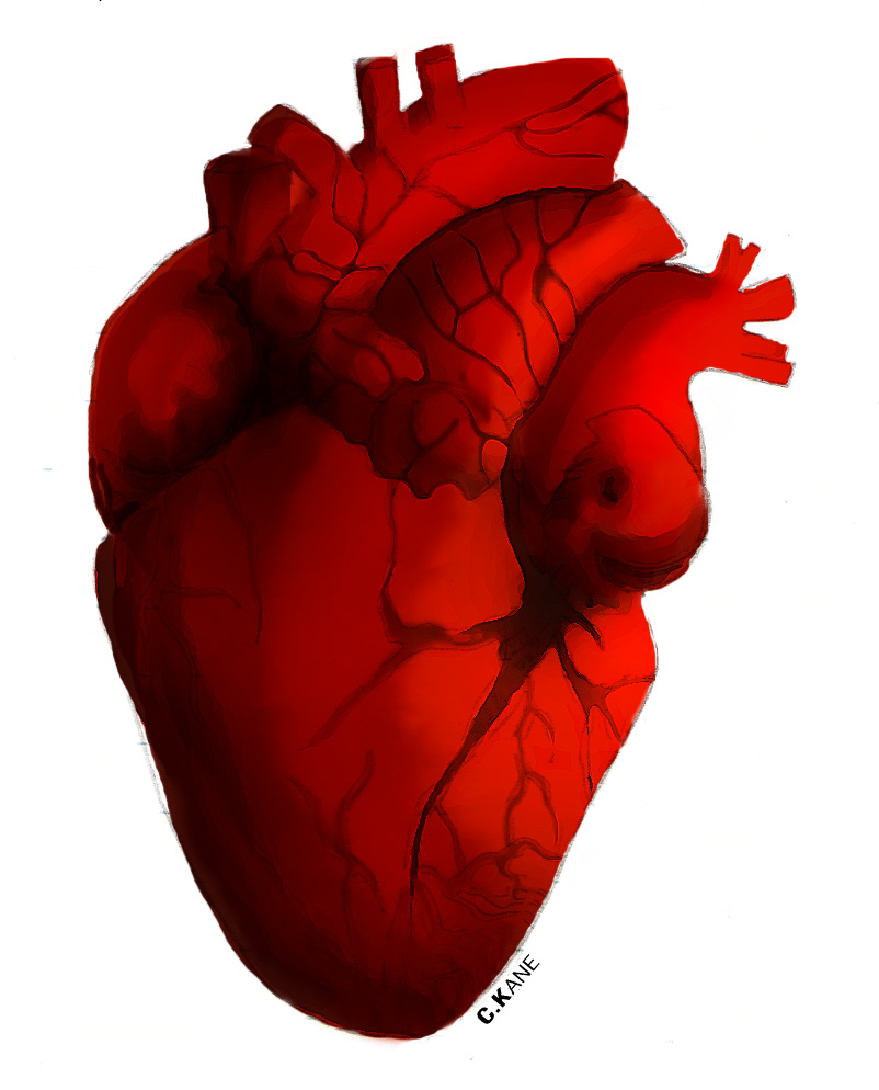 Human Heart Clip Art | Clipart library - Free Clipart Images