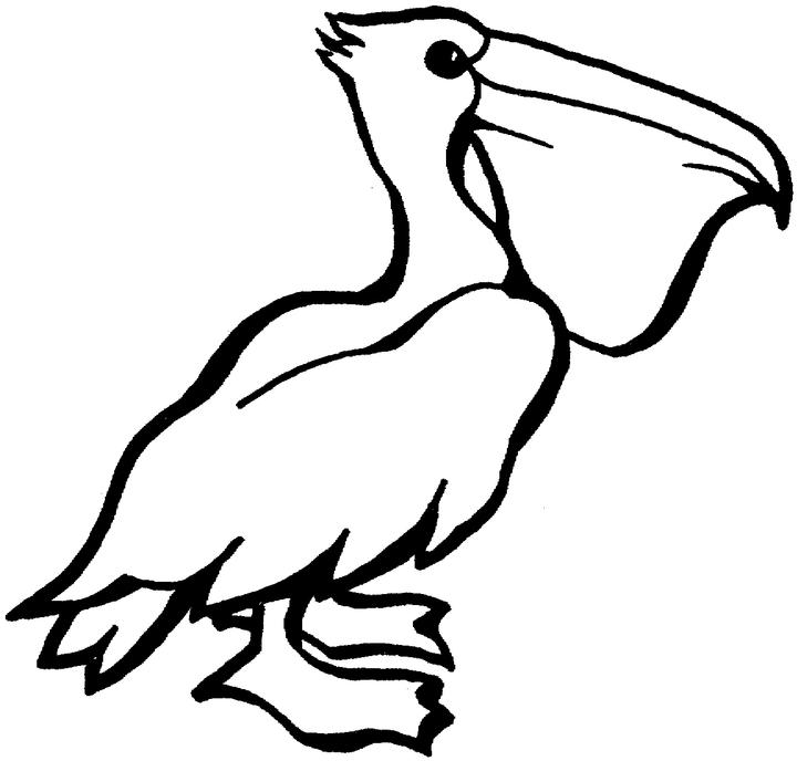 Pelican Pictures To Color | Animal Coloring Pages | Kids Coloring 