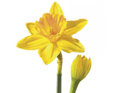 Daffodil/Narcissus Flower Meaning  Symbolism | Teleflora
