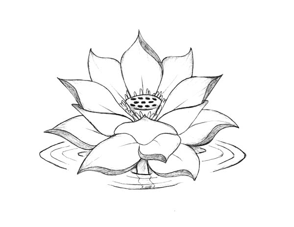 Lotus Sketch Images  Browse 17460 Stock Photos Vectors and Video   Adobe Stock