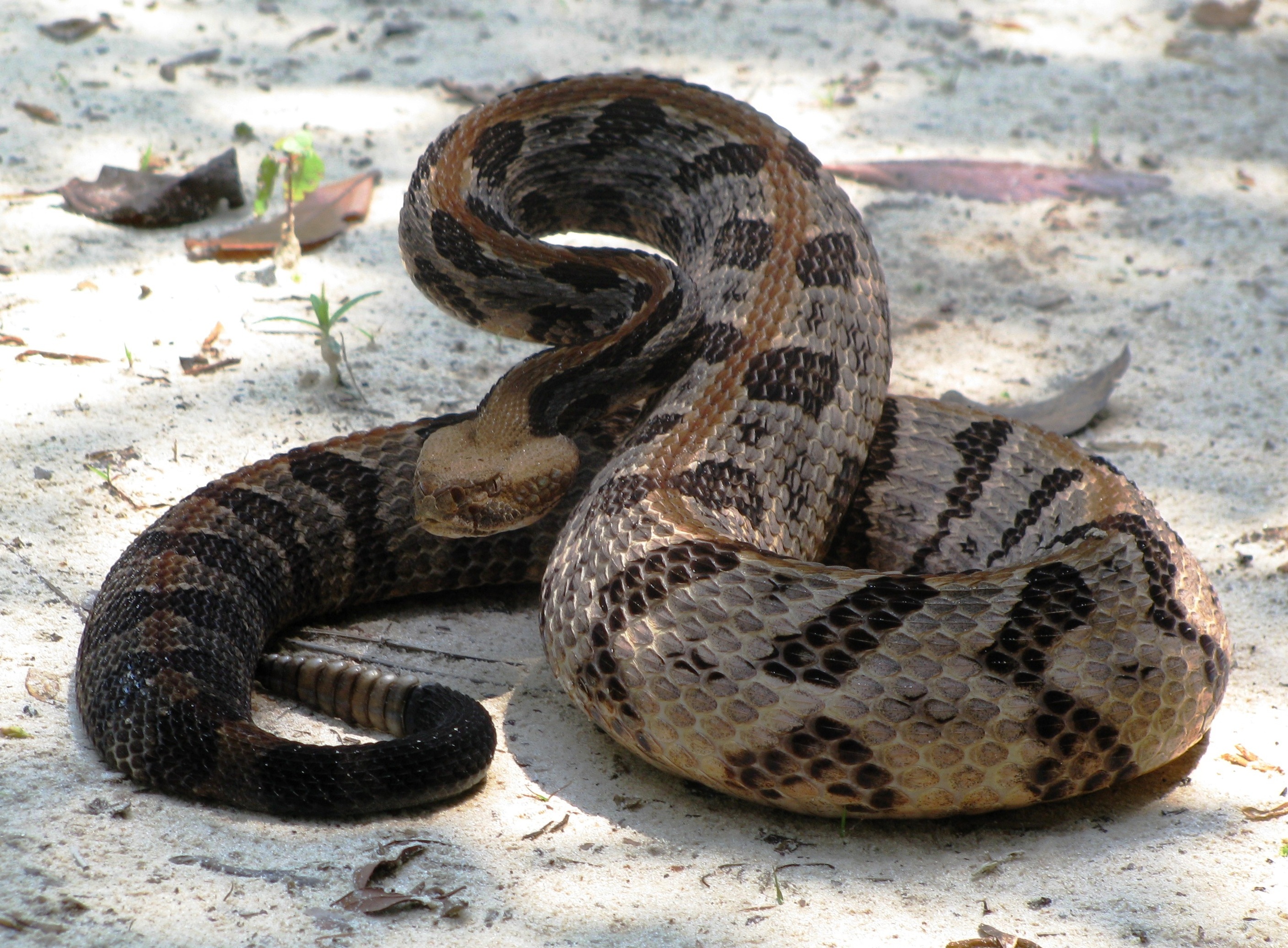 Venomous Snakes - Snakes Alive