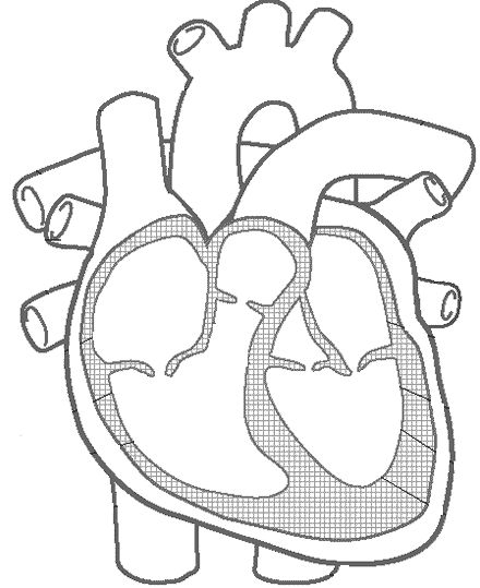 DRAW IT NEAT How to draw internal structure of Human heart  Easy version