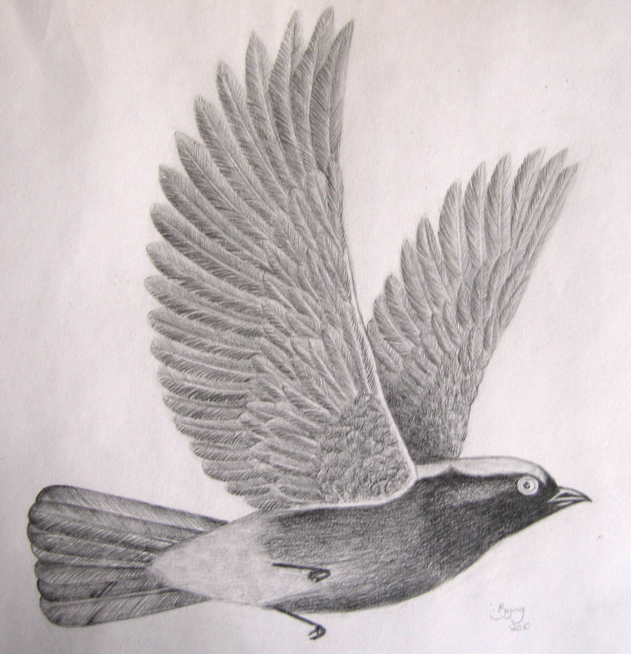 Beautiful birds drawings on black and white Vector Image