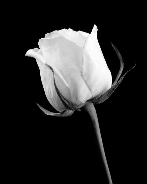 Image - White rose in black and white by juck3-d69llru.jpg 
