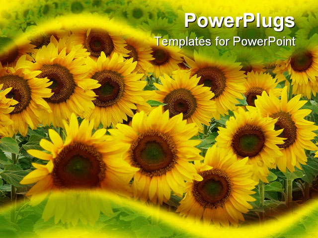 Sunflower Powerpoint Background Free Clip Art Library