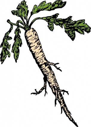 Parsnip Vegetable Illustration - Botanical Drawing for Culinary & Gardening Use