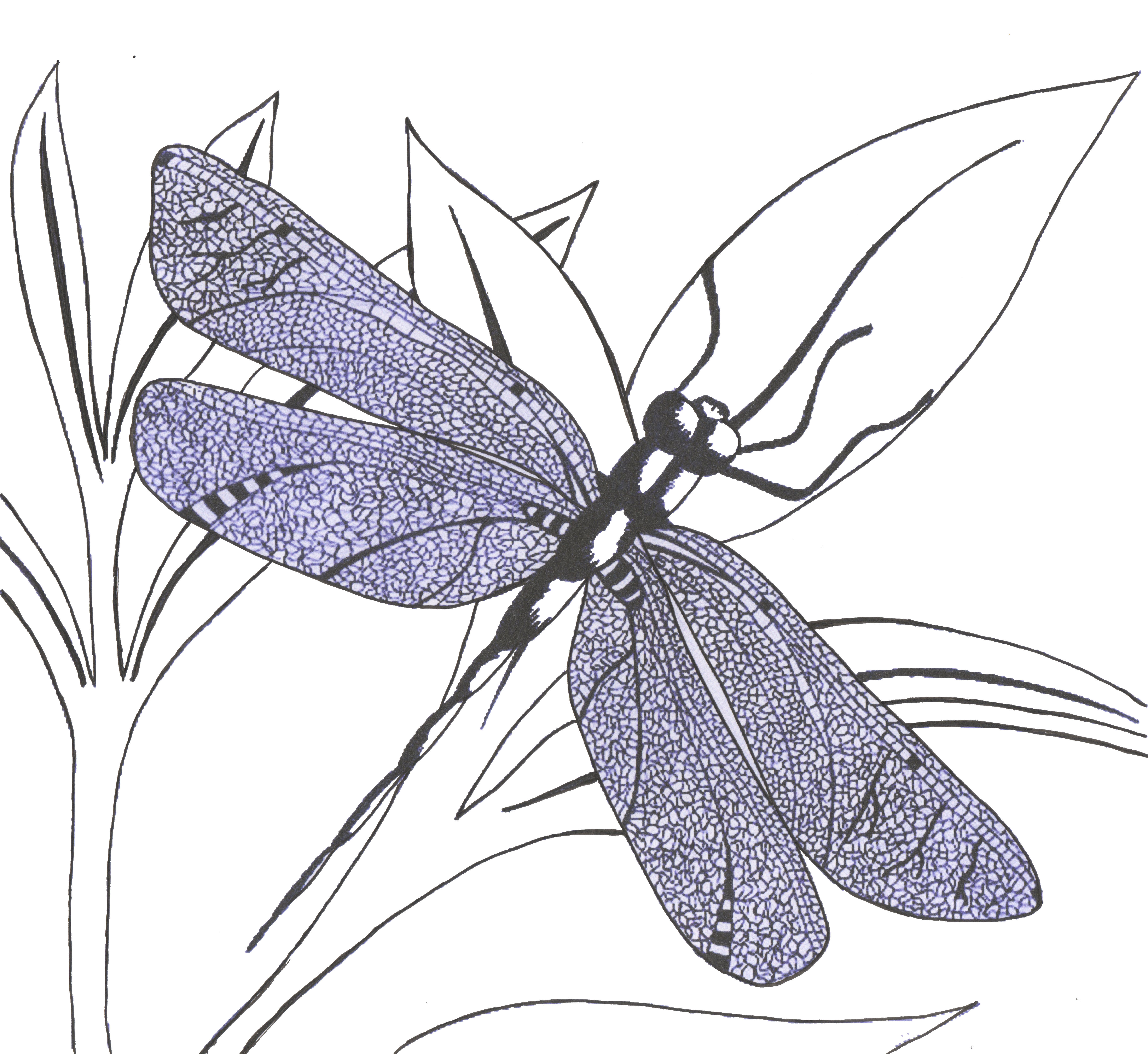 Free Dragon Fly Drawings, Download Free Dragon Fly Drawings png images ...