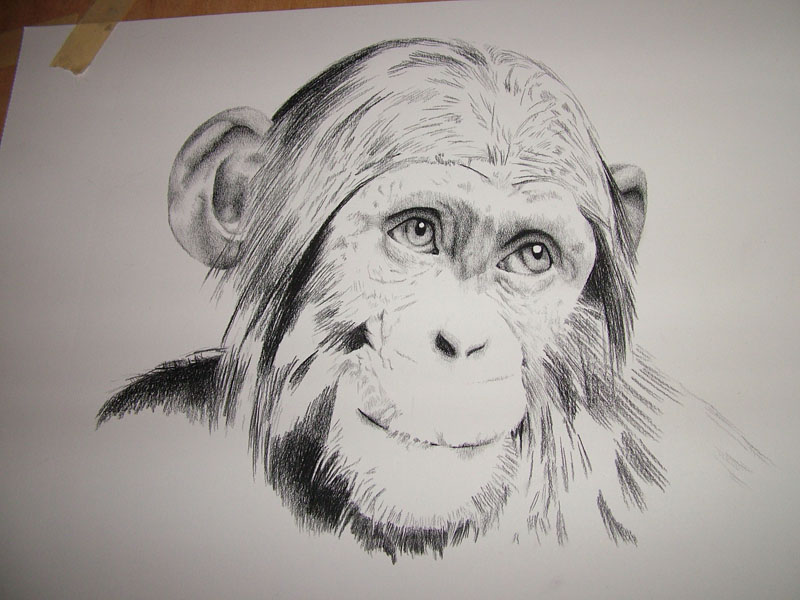 1868 Pencil Drawing Monkey Images Stock Photos  Vectors  Shutterstock